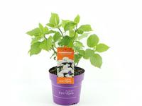 Hydrangea arb. FlowerWOW