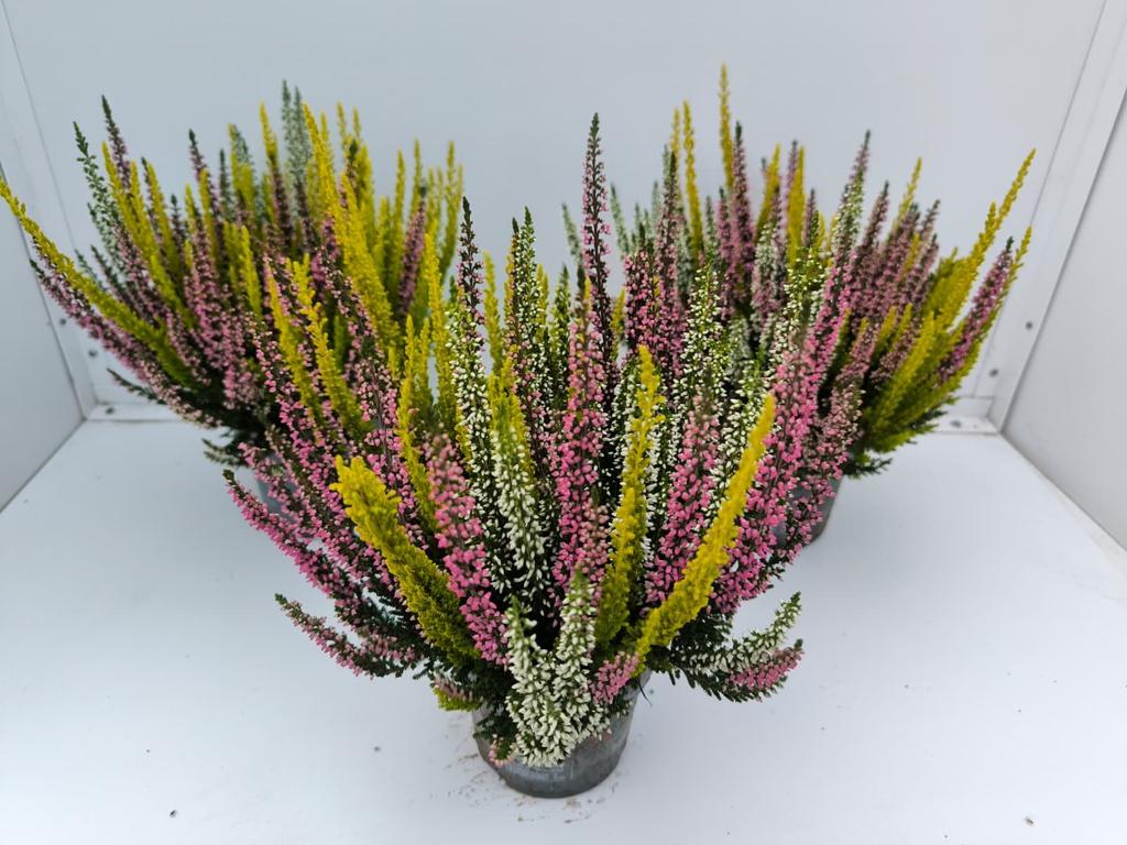 Picture of Calluna Beauty Ladies Trio POMMES P10.5 25CM