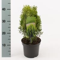 Platycladus orient. Aurea Nana