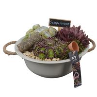 PTS7314 Arrangement Sempervivum in metal bowl