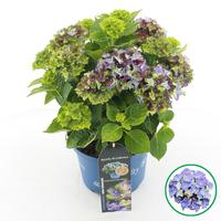 Hydrangea macr. Royalty Lady Mata Hari Blue