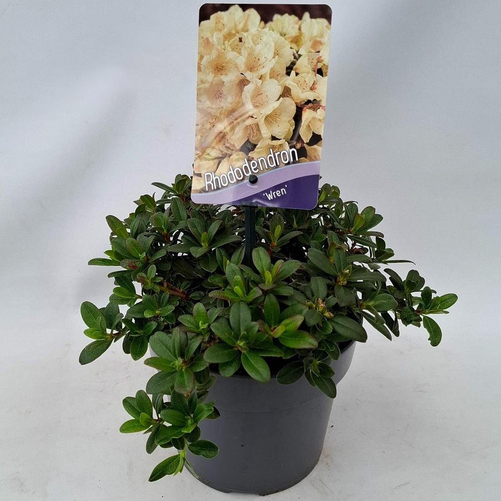 Picture of Rhododendron Wren P17 (2 Ltr)