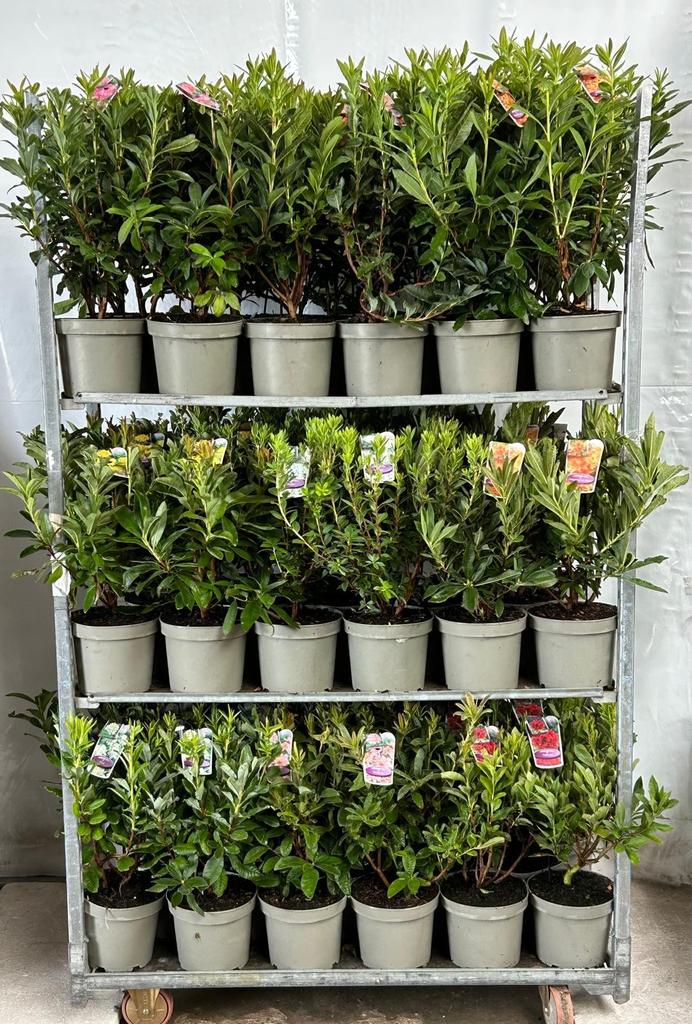 Bild von Rhododendron Azalea mollis/knaphill P23 (5 Ltr)