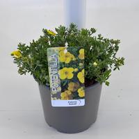 Potentilla frut. Kobold