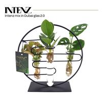 Hydroponic Intenz varieties in Dubai 2.0 glass