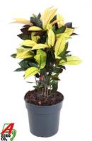 Codiaeum Mrs Iceton branched
