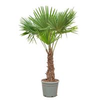 Trachycarpus fortunei (002)