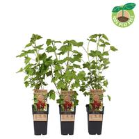 Ribes rubrum Jonkheer van Tets