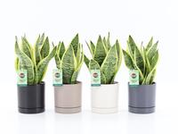 Sansevieria Futura Superba in Hainan ceramics 4 colours