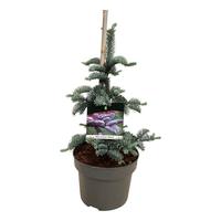 Abies procera Glauca