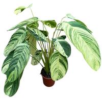 Stromanthe Rolandicus
