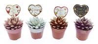 Echeveria miranda 2 colors + love label