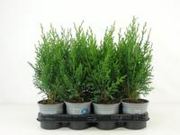 Chamaecyparis law. Robusta
