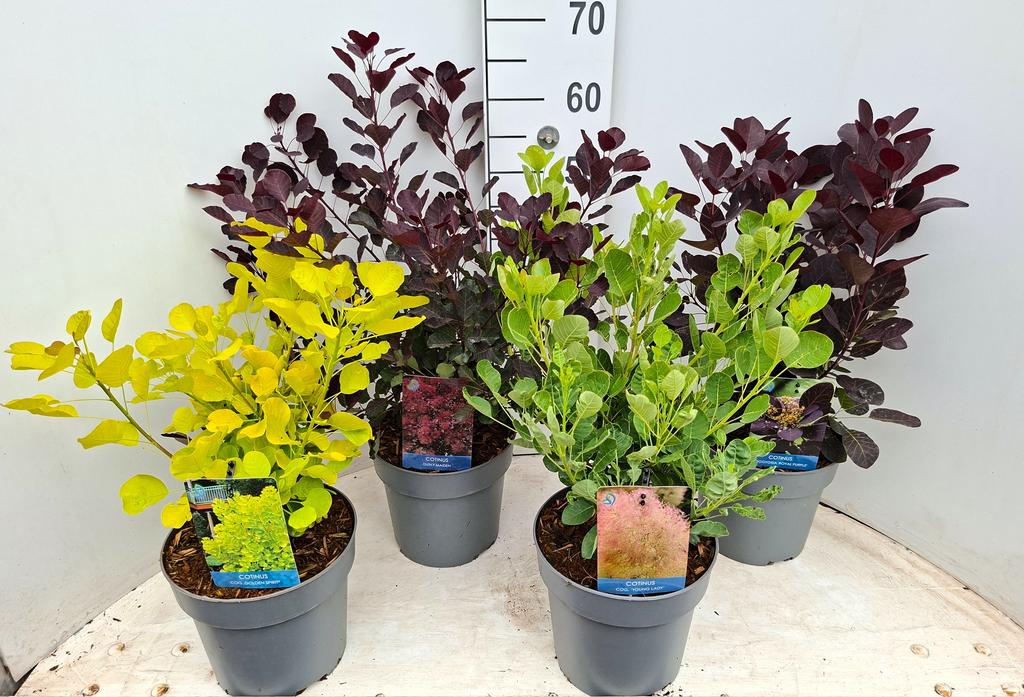 Picture of Cotinus cog. in 3 varieties P21 (4 Ltr)