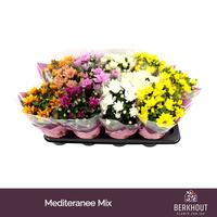 Chrysant Mediteranee mix