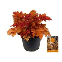 Heuchera Indian Summer Orange