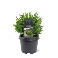 Cryptomeria jap. Vilmoriniana