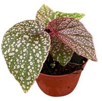 Begonia Morris
