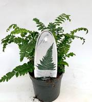 Polystichum polyblepharum