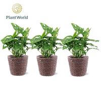 Monstera obliqua Monkey Leaf in Trendy Basket