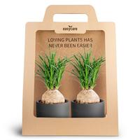 Nolina 2-Pack Raw Black