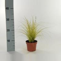 Carex brun. Jenneke