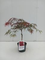 Acer pal. Garnet