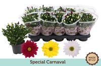 Chrysant carnaval