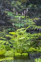 Thalia dealbata