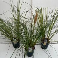 Cortaderia sell. in varieties
