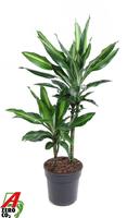 Dracaena Cintho 30-10