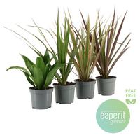 Dracaena in varieties