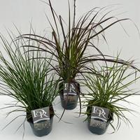 Pennisetum in varieties
