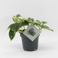 Epipremnum Churchill Gold