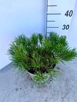 Pinus mugo Mugo