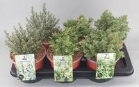Hebe in 3 varieties
