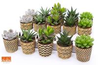 SuPure® - Succulent mix in Havana 7 UK - NON CITES