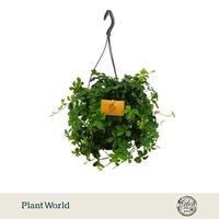 Parthenocissus Striatha HP