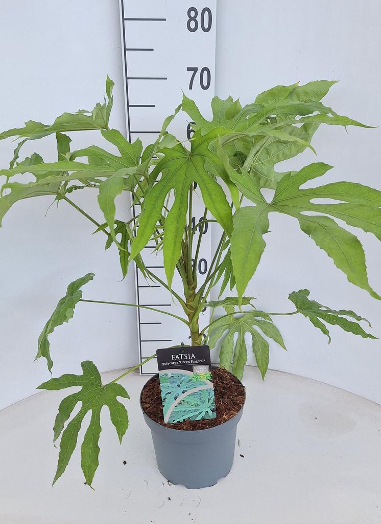 Billede af Fatsia polycarpa Green Fingers P21 (4 Ltr)