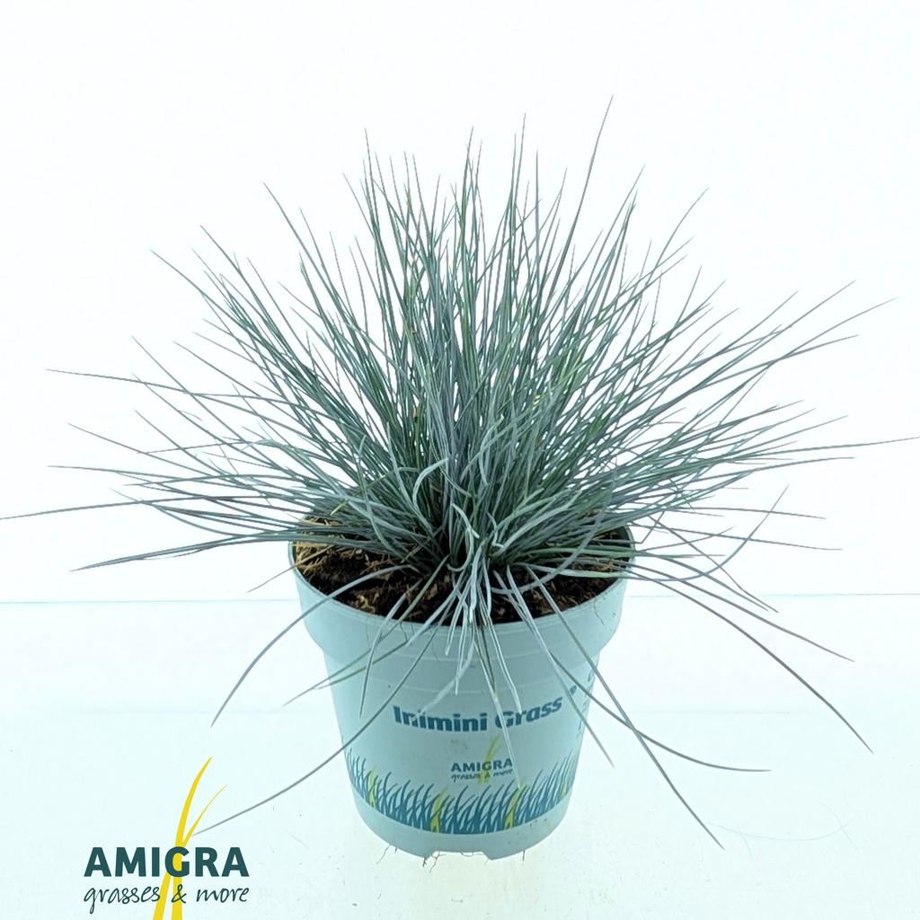 Bild von Festuca glauca CompactA Blue® P10.5