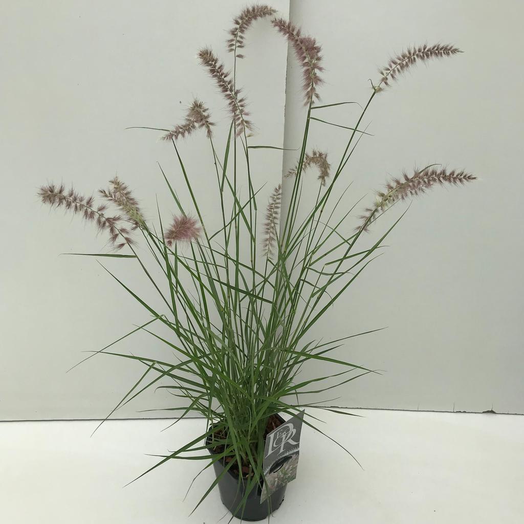 Bild von Pennisetum Karley Rose P17 (2 Ltr) Square
