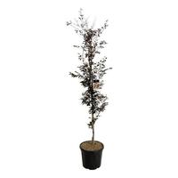 Fagus syl. Rohanii