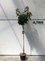 Acer plat. Globosum