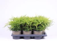 Juniperus pfit. Gold Coast