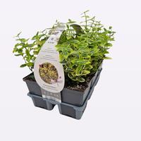 Euonymus fort. Emerald n' Gold' 6-PACKS - Piece × 14 - £ 6.99 Shelf £ 6.82 Trolley