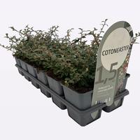 Cotoneaster suec. Coral Beauty