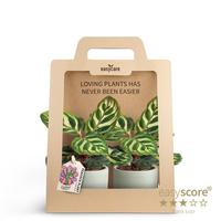 Calathea 2-Pack Woodbase Green