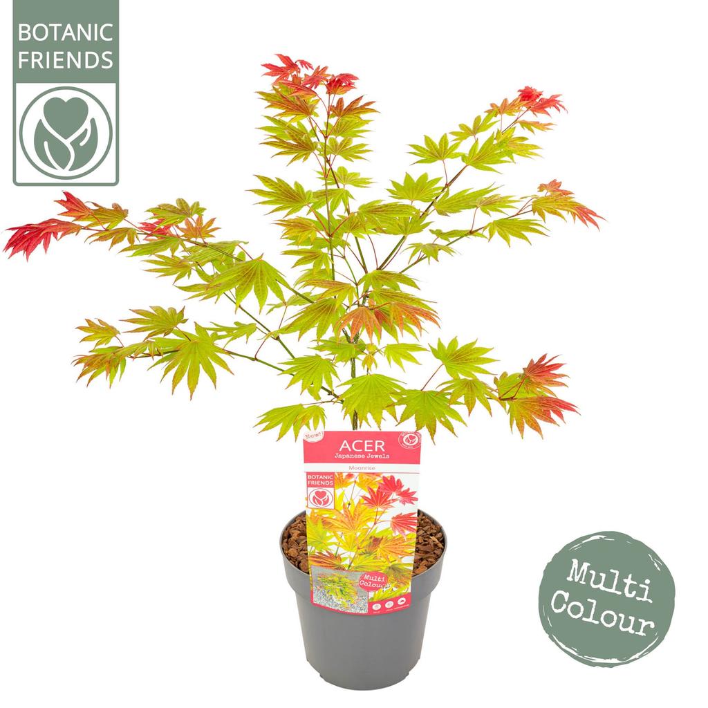 Billede af Acer shirasawanum Moonrise P19 (3 Ltr) 55CM