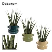 Sansevieria Fernwood in Lucy ceramics Top blend-collection