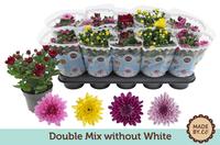 Chrysant Double mix without white